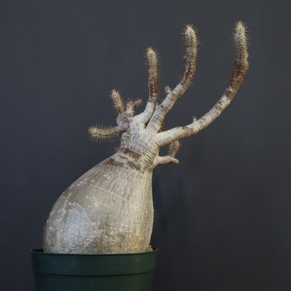 P.グラキリス 1275【綴化】