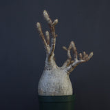 P.グラキリス 1275【綴化】