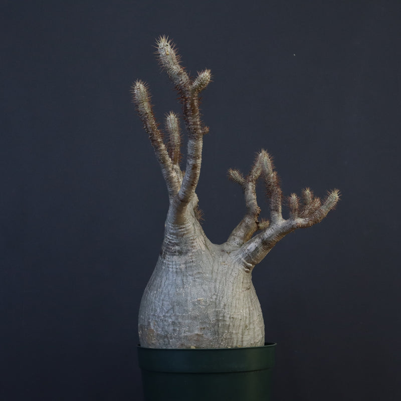 P.グラキリス 1275【綴化】