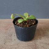 【食虫植物】N.veitchii H/L Murud Y's Lab