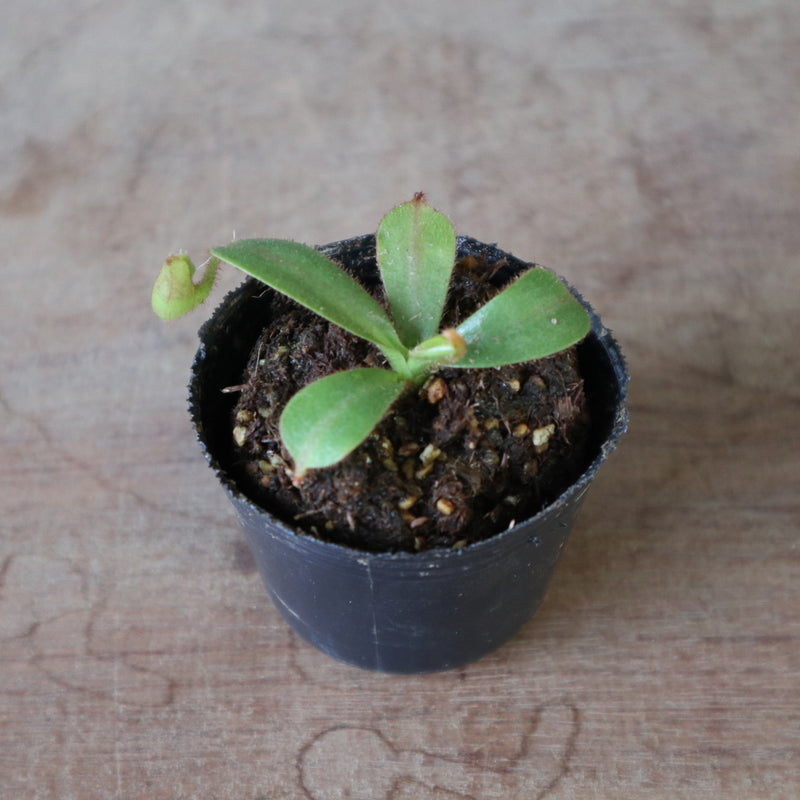 食虫植物】N.veitchii H/L Murud Y's Lab – TaiShoDo ONLINE SHOP