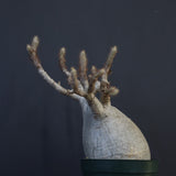 P.グラキリス 1275【綴化】