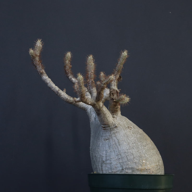 P.グラキリス 1275【綴化】