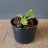 【食虫植物】N.veitchii H/L Murud Y's Lab
