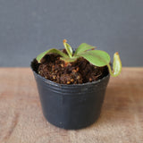 【食虫植物】N.veitchii H/L Murud Y's Lab