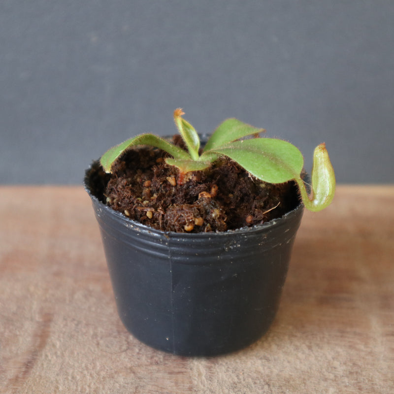 N.veitchii × (lowii ×ventr) ネペンテス 食虫植物 食虫植物】N.veitchii H/L Murud Y's Lab – TaiShoDo ONLINE SHOP