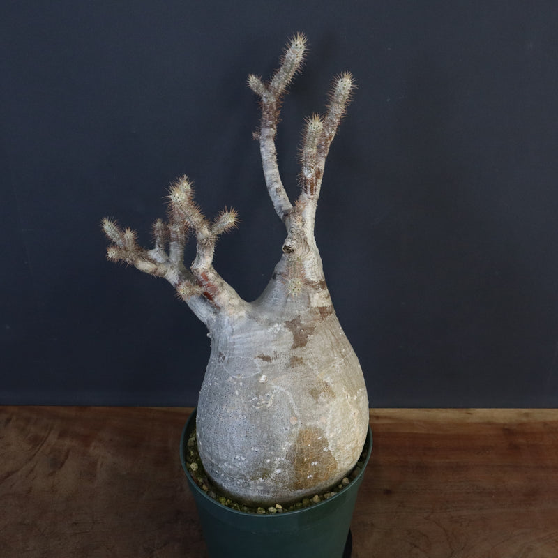 P.グラキリス 1275【綴化】