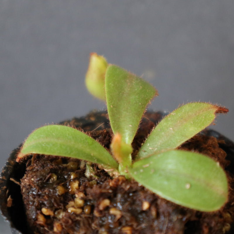N.veitchii × (lowii ×ventr) ネペンテス 食虫植物 食虫植物】N.veitchii H/L Murud Y's Lab – TaiShoDo ONLINE SHOP