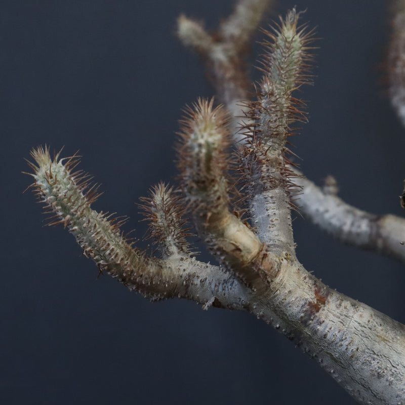 P.グラキリス 1275【綴化】