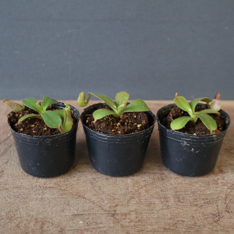 食虫植物】N.veitchii H/L Murud Y's Lab – TaiShoDo ONLINE SHOP