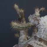 P.グラキリス 1275【綴化】