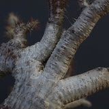 P.グラキリス 1275【綴化】