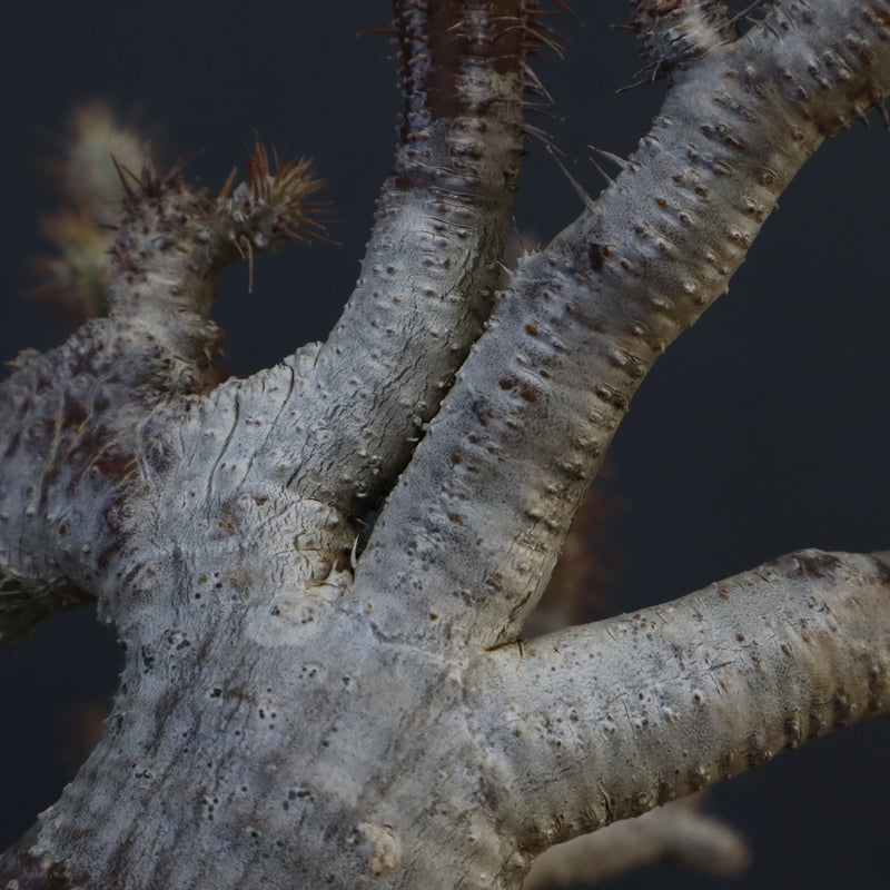 P.グラキリス 1275【綴化】