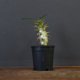 P.アンボンゲンセ（実生）39