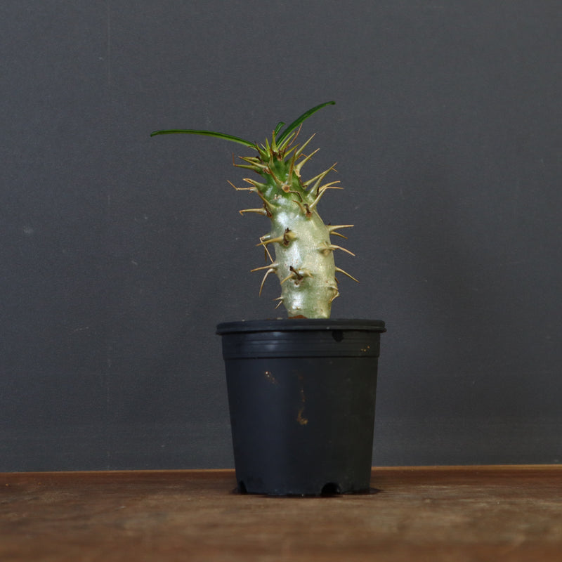 P.アンボンゲンセ（実生）39