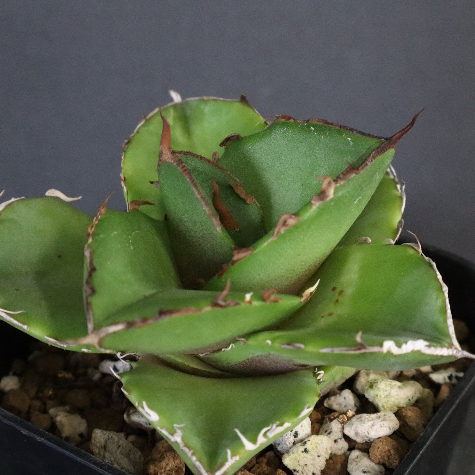 アガベ 現品お届け】アガベ 4号 チタノタ 阿修羅 Agave titanota