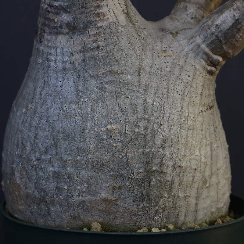 P.グラキリス 1275【綴化】