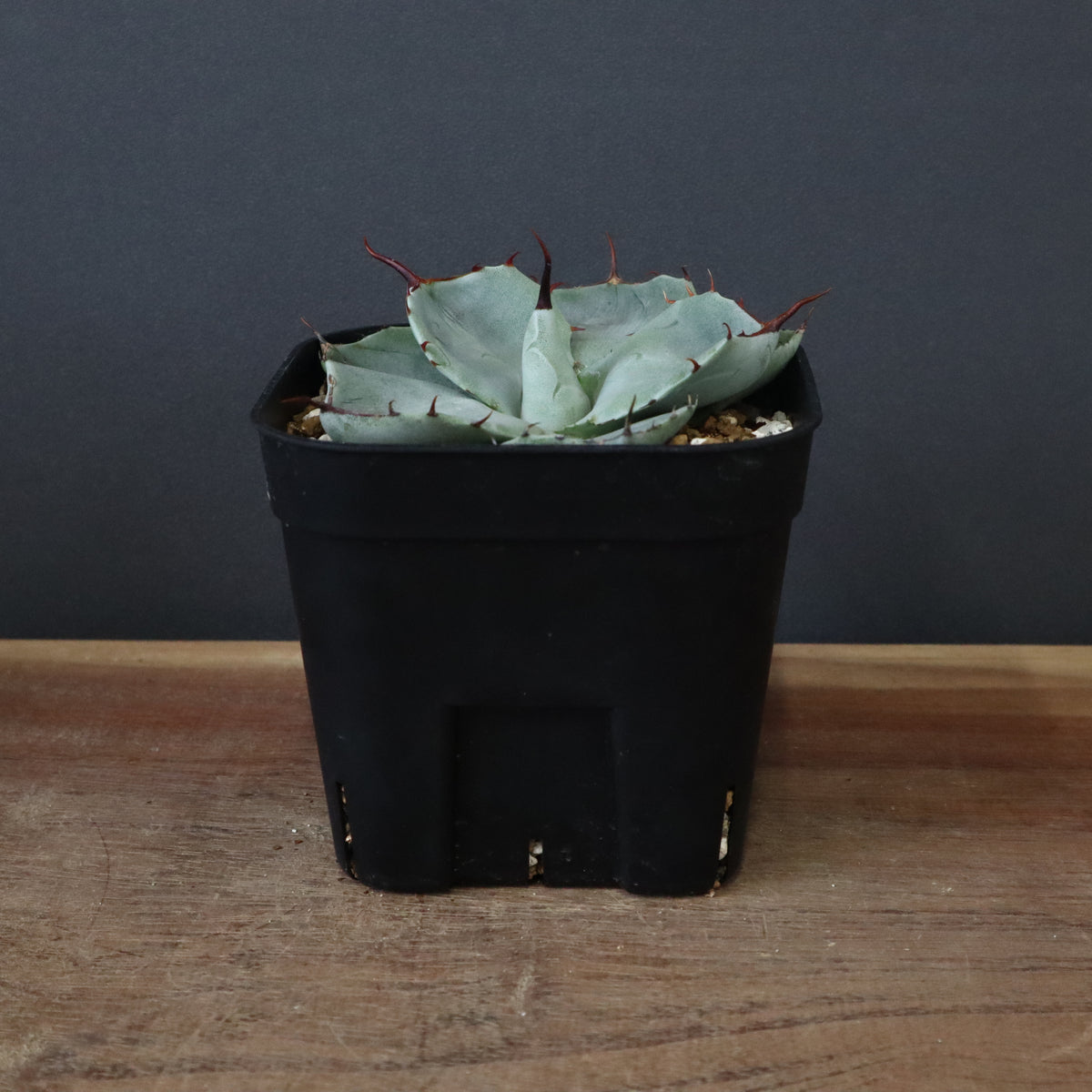 アガベ – 8ページ目 – TaiShoDo ONLINE SHOP