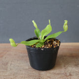 【食虫植物】N.rajah JH Y's Lab