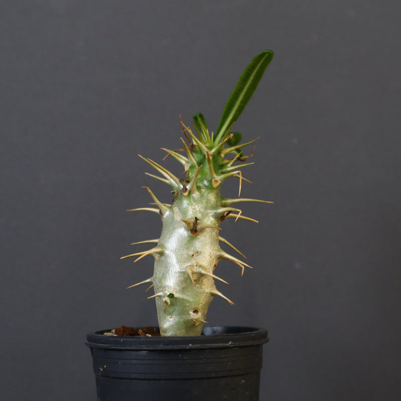 P.アンボンゲンセ（実生）39