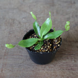 【食虫植物】N.rajah JH Y's Lab