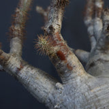 P.グラキリス 1275【綴化】