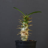 P.アンボンゲンセ（実生）39