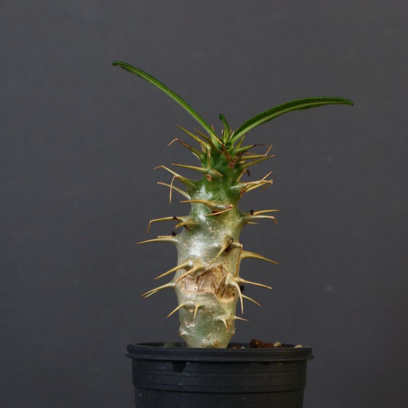 P.アンボンゲンセ（実生）39