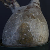 P.グラキリス 1275【綴化】