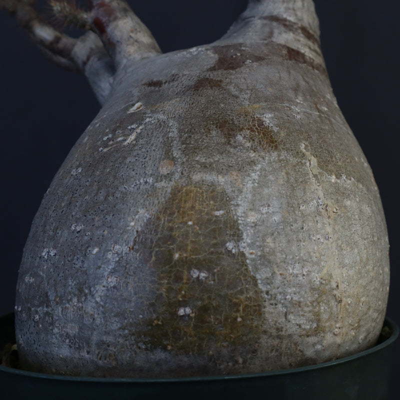 P.グラキリス 1275【綴化】