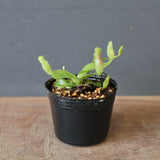【食虫植物】N.rajah JH Y's Lab