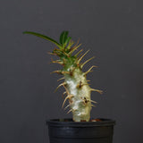 P.アンボンゲンセ（実生）39