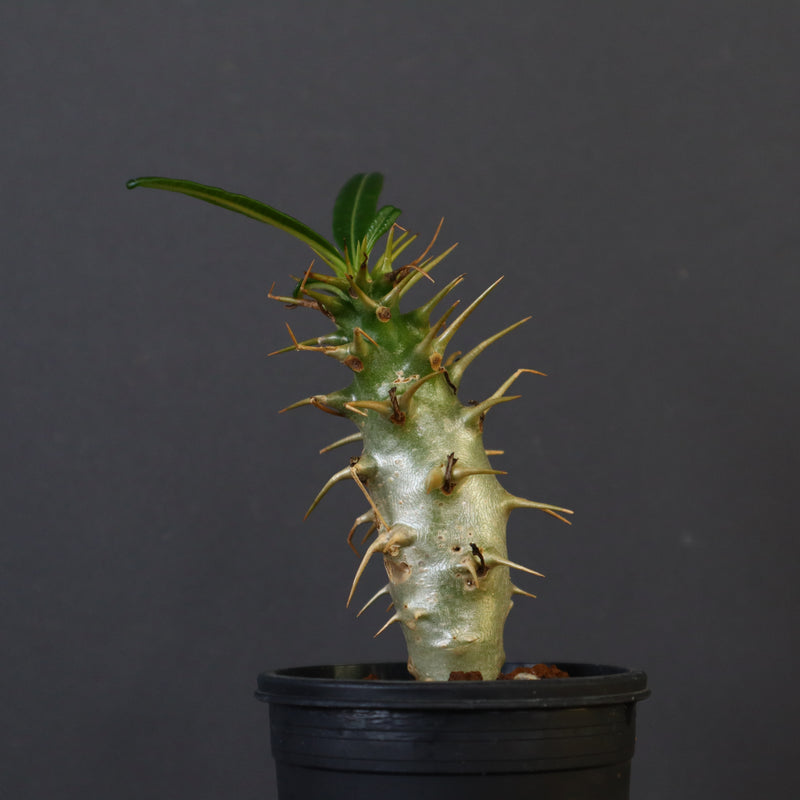 P.アンボンゲンセ（実生）39