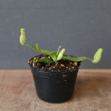 【食虫植物】N.rajah JH Y's Lab