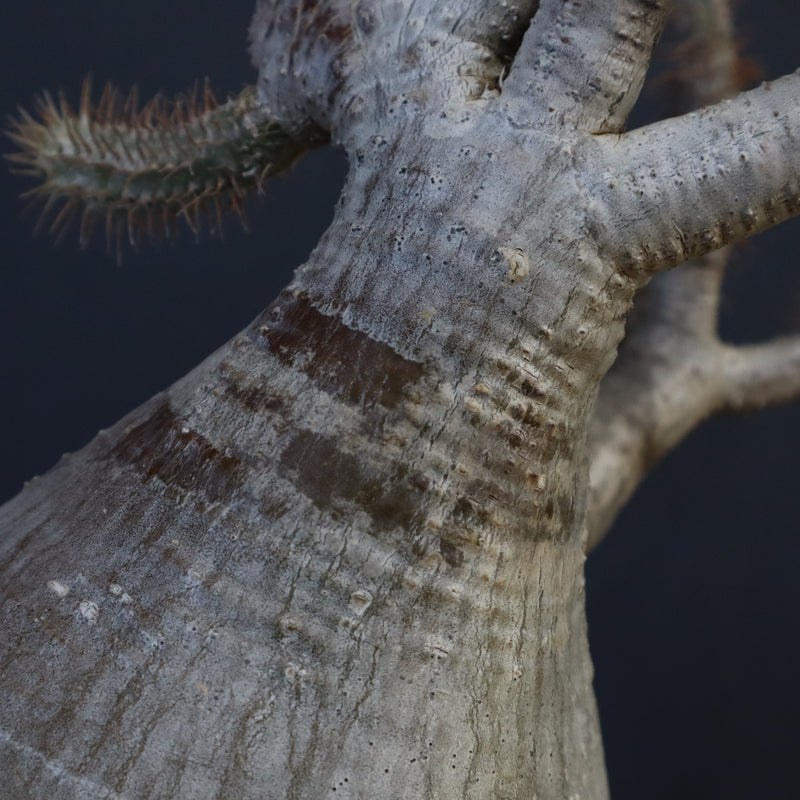 P.グラキリス 1275【綴化】