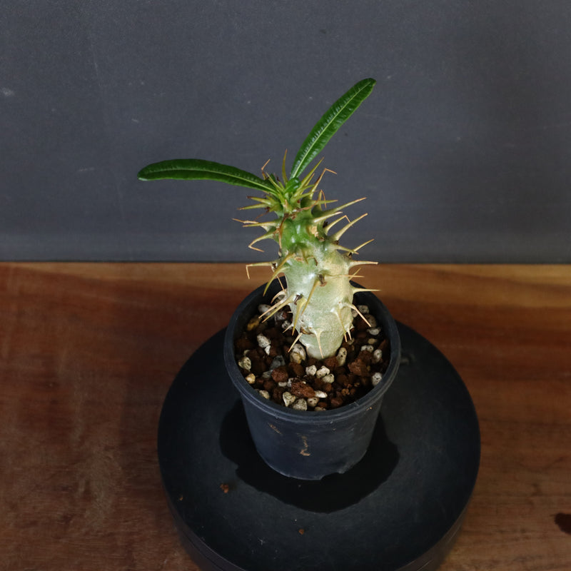 P.アンボンゲンセ（実生）39