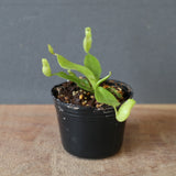 【食虫植物】N.rajah JH Y's Lab