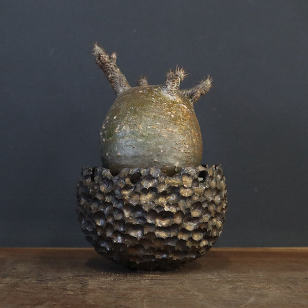 【雷土陶器鉢】P.グラキリス 787【綴化】