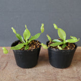 【食虫植物】N.rajah JH Y's Lab