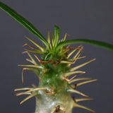 P.アンボンゲンセ（実生）39