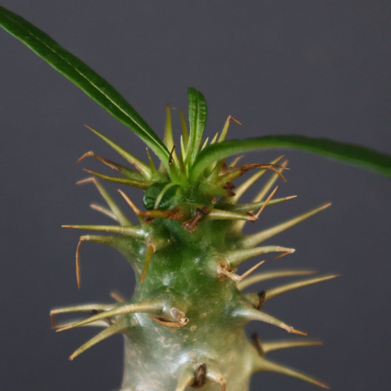 P.アンボンゲンセ（実生）39