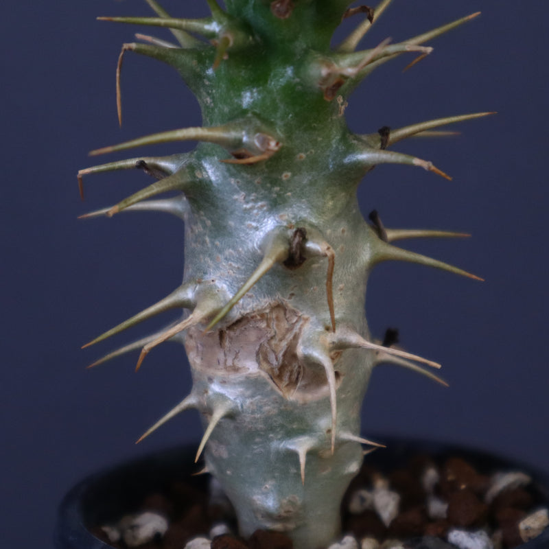 P.アンボンゲンセ（実生）39