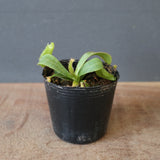 【食虫植物】N. veitchii `Akazukin' x veitchii (Bario stripe) Y's Lab
