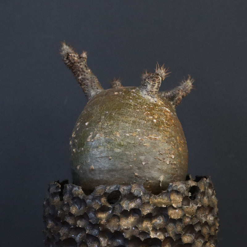 【雷土陶器鉢】P.グラキリス 787【綴化】