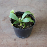 【食虫植物】N. veitchii `Akazukin' x veitchii (Bario stripe) Y's Lab