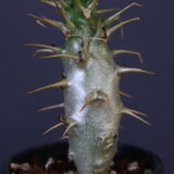 P.アンボンゲンセ（実生）39