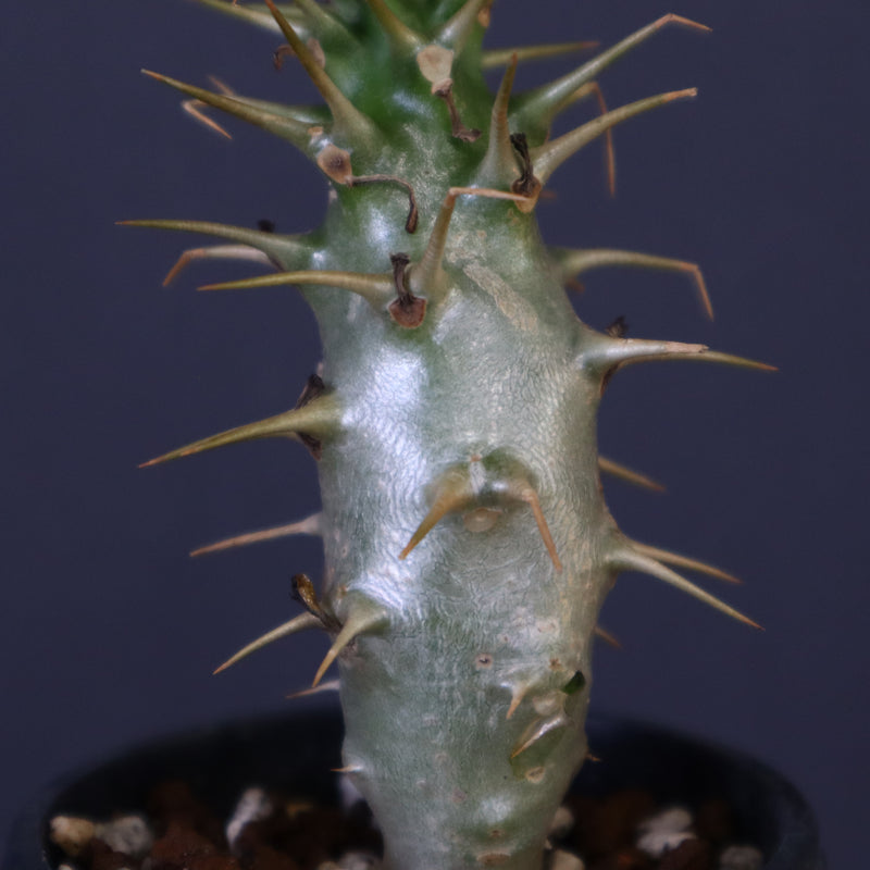 P.アンボンゲンセ（実生）39