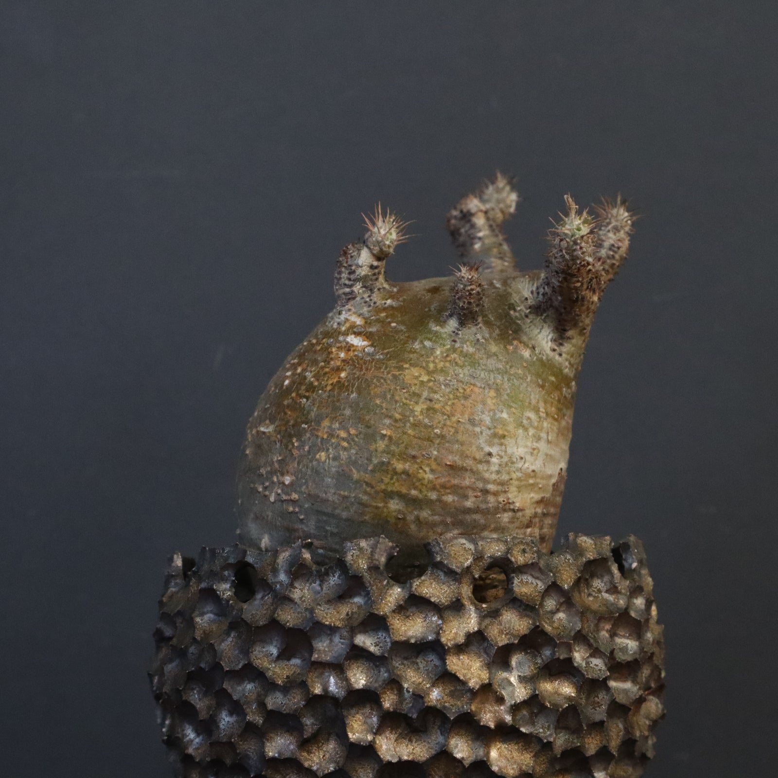 雷土陶器鉢】P.グラキリス 787【綴化】 – TaiShoDo ONLINE SHOP