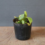 【食虫植物】N. veitchii `Akazukin' x veitchii (Bario stripe) Y's Lab