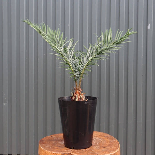 観葉植物 – TaiShoDo ONLINE SHOP 観葉植物 – TaiShoDo ONLINE SHOP